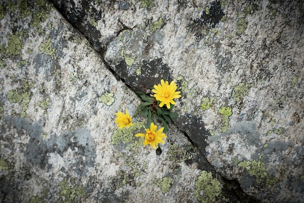 Gelbe Blüten zwischen Felsen als Sinnbild für neue Kraft nach traumatischen Erfahrungen