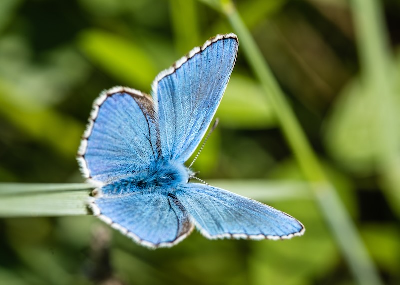 Blauer Schmetterling als Sinnbild für behutsame Verarbeitung und Veränderung durch EMDR