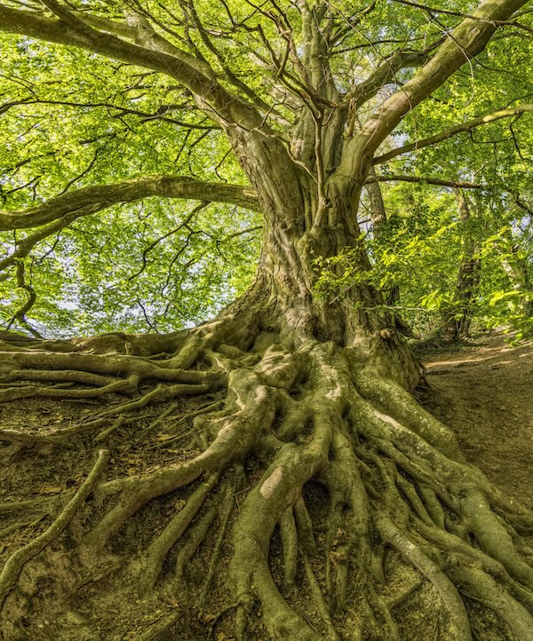 Kräftiger Baum mit weit verzweigten Wurzeln als Sinnbild für das Zusammenspiel von Körper und Seele